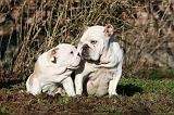 BULLDOG ANGLAIS 066